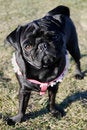 Free Curious Pug Royalty Free Stock Image - 8534656