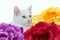 Free White Cat Royalty Free Stock Photography - 8532267