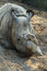 Free Rhinoceros-3 Royalty Free Stock Photo - 8532635