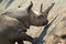 Free Rhinoceros-2 Royalty Free Stock Photo - 8532775