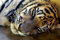Free Sleeping Young Tiger Royalty Free Stock Photos - 8533768
