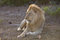Free Lion Blonde Royalty Free Stock Photo - 8535085