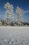Free Frostbitten Trees Royalty Free Stock Photography - 8537487