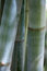 Free Bamboo Stalks Royalty Free Stock Photos - 8539118
