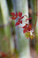 Free Bamboo Stalks Royalty Free Stock Photo - 8539135