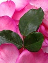 Free Petals And Leaves Royalty Free Stock Photos - 8541528