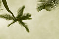 Free Sepia Palm Royalty Free Stock Photos - 8542338