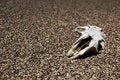 Free Dead Rodent Stock Images - 8544024