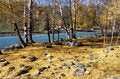 Free China/Xinjiang: Fallen Leaves In Autumn Royalty Free Stock Photos - 8544208