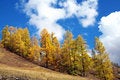 Free China/Xinjiang: Cloudscape In Kanas Stock Photos - 8544673