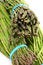 Free Mexican Asparagus Stock Image - 8540801
