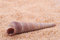 Free Seashell On The Sand Stock Photography - 8541262