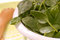 Free Washed Spinach Stock Images - 8548374