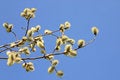 Free Metaphor Of Spring Royalty Free Stock Image - 8554016
