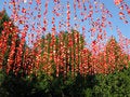 Free Rose Petal Royalty Free Stock Images - 8555899