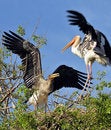 Free Fighting Storks Stock Photography - 8559142