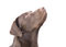 Free Puppy Dog Stock Photography - 8550012