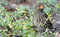 Free Little Bird Is Looking Out Of The Grass Stock Photo - 8550890