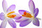 Free Blue Flower Royalty Free Stock Image - 8553416