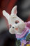 Free Bunny Toy Stock Photos - 8553713