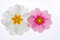 Free White And Pink Stock Image - 8554181