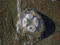 Free Jellyfish Ashore Stock Photography - 8560222