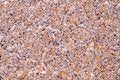 Free Shell Background Stock Image - 8562021