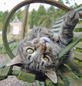 Free Silver Tabby Stock Photos - 8562593