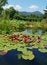 Free Pond With Lily Royalty Free Stock Images - 8560139
