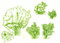 Free Green Bush Stock Image - 8564741