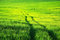 Free Road On Green Field. Royalty Free Stock Photo - 8567795