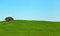 Free Lonely Tree . Stock Image - 8567941