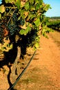 Free Down The Vines Stock Images - 8570834