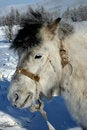 Free Horse Stock Photography - 8572772