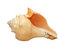 Free Shell Stock Photography - 8574102