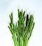 Free Wheat Stock Photo - 8576010