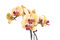 Free Orchid Stock Photography - 8576662