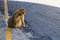 Free Peaceful Monkey Stock Photo - 8578230