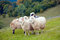 Free Sheep In Mountain Stock Images - 8579984