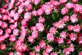 Free Rosy Flowers Stock Images - 8583334