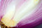 Free Split Violet Onion Bulb Stock Photos - 8580403