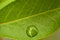 Free Early Spring Leaf Stock Photo - 8582400