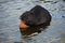 Free Nutria And Bread Stock Images - 8585174