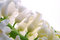 Free White Hyacinth Stock Photography - 8586652