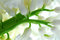Free Hyacinth Royalty Free Stock Image - 8586666