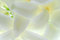 Free Petals Royalty Free Stock Photography - 8586677