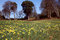 Free Flowering Daffodil Meadow Royalty Free Stock Image - 8588976