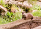 Free Asian Otter Stock Photos - 8589033