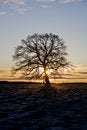 Free Tree In Backlight Royalty Free Stock Photo - 8590795