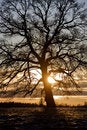 Free Tree In Backlight Royalty Free Stock Image - 8590806